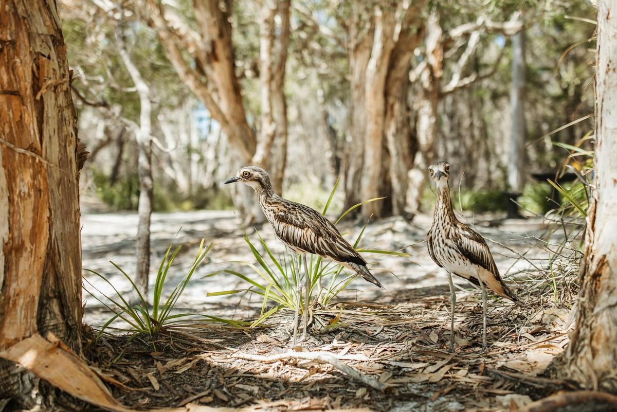 Meanjin to Minjerribah Cultural Day trip