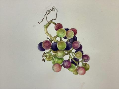 Penny Walton - Botanical Art Workshop