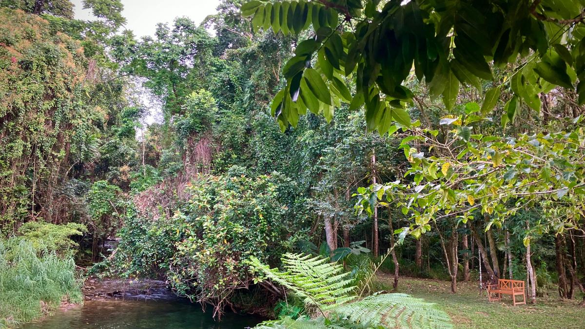 Figtree Creek Oasis