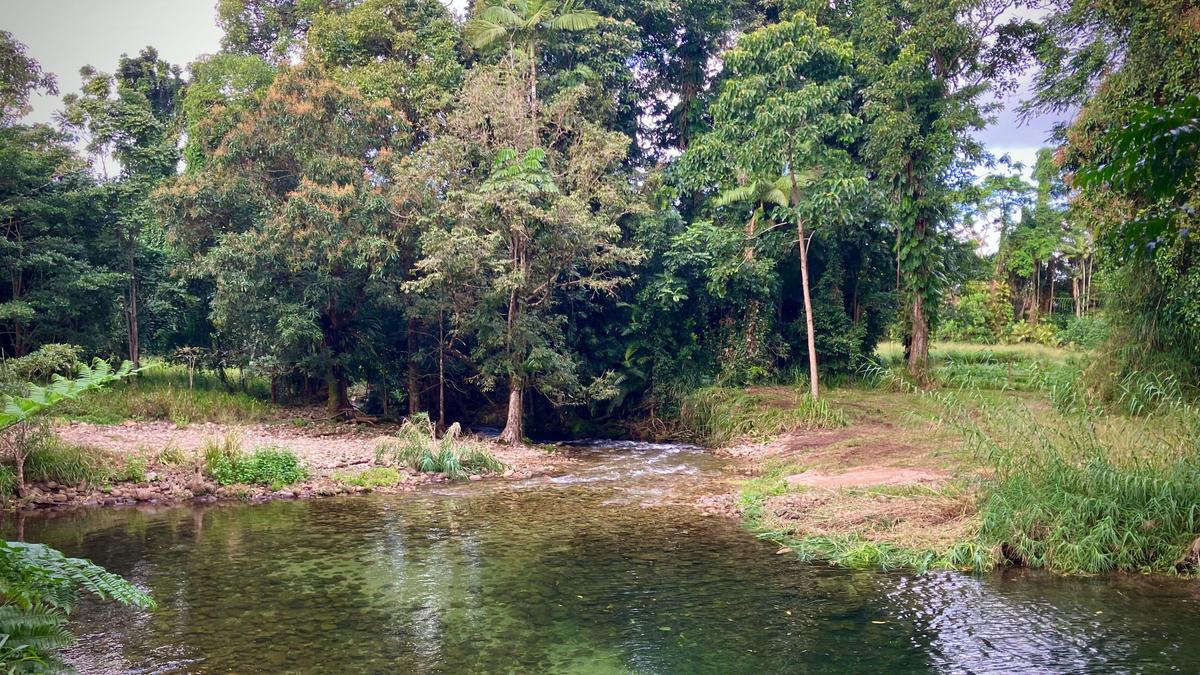 Figtree Creek Oasis