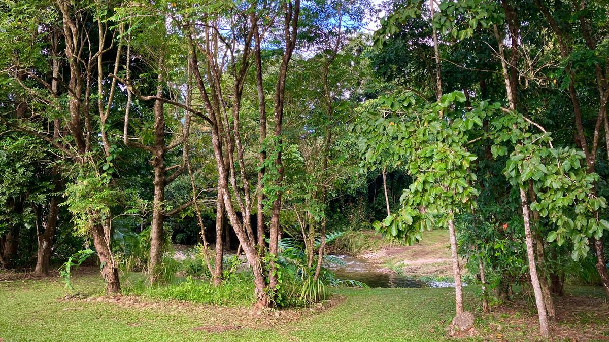 Figtree Creek Oasis