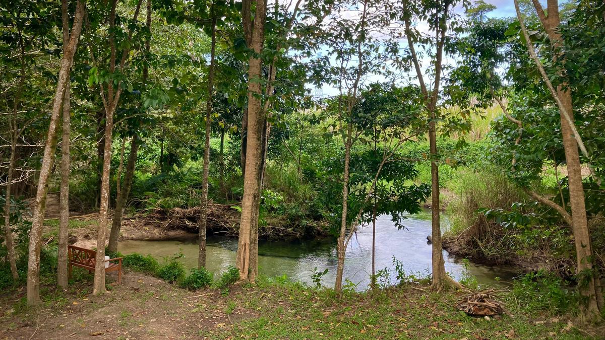 Figtree Creek Oasis
