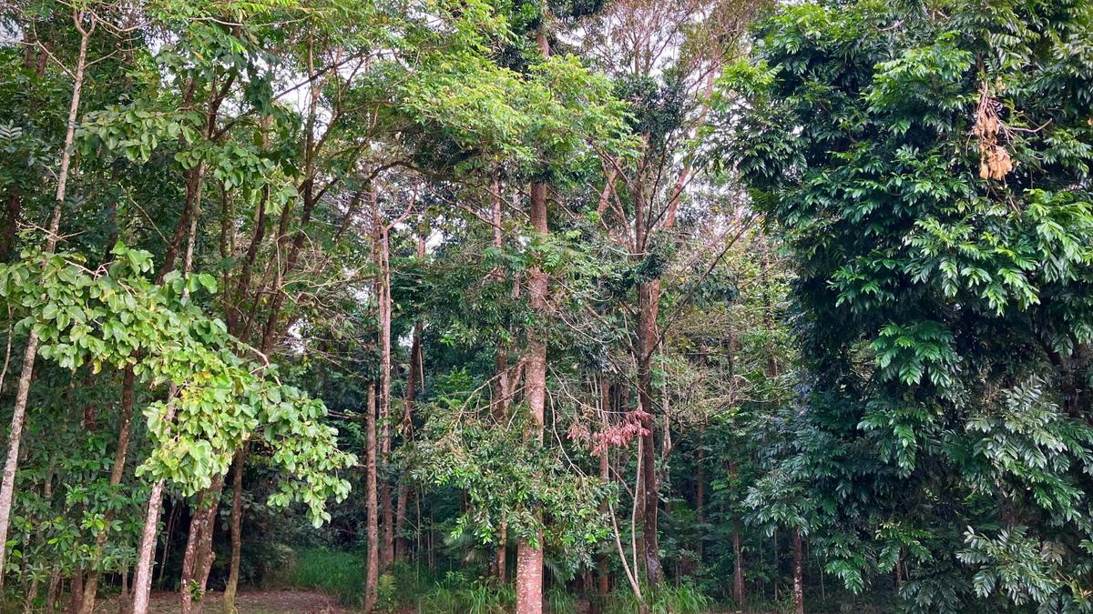 Figtree Creek Oasis