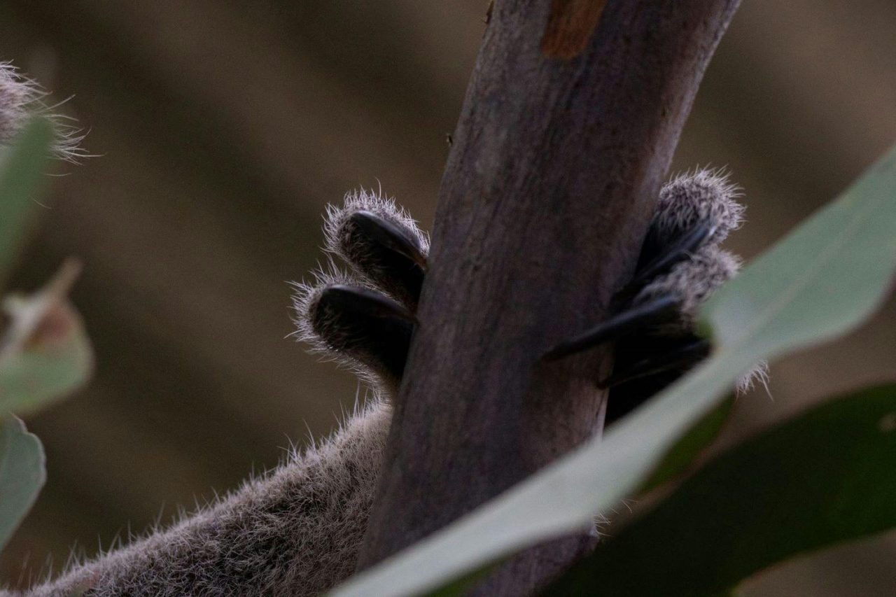 Guulabaa Koala Hand