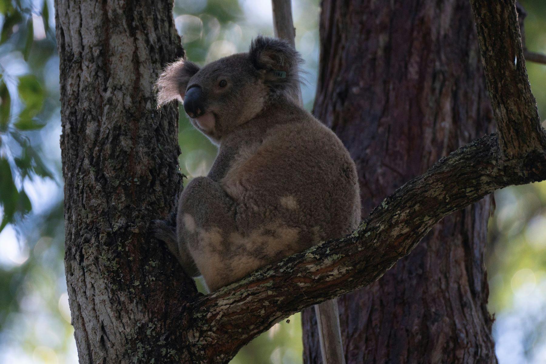 Guulabaa Koala