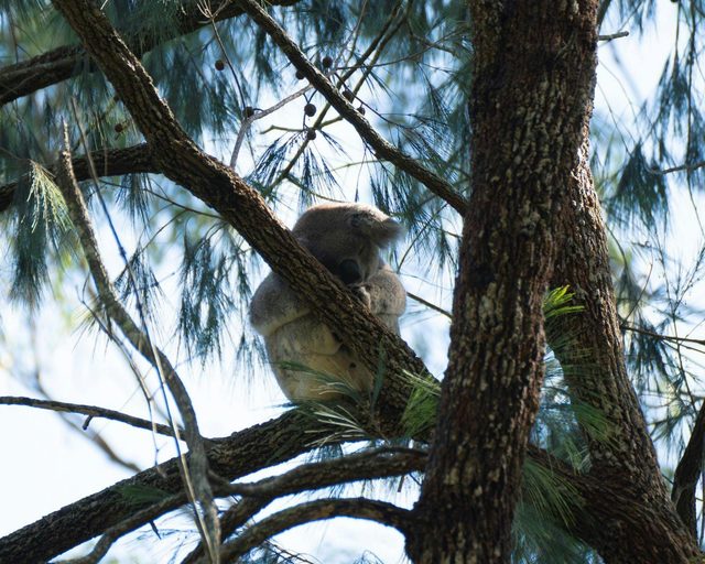 Port Macquarie Koala Hospital and Wild Breeding Visitor Centre