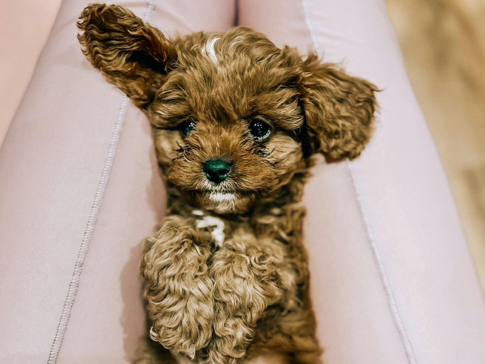 Cavoodle