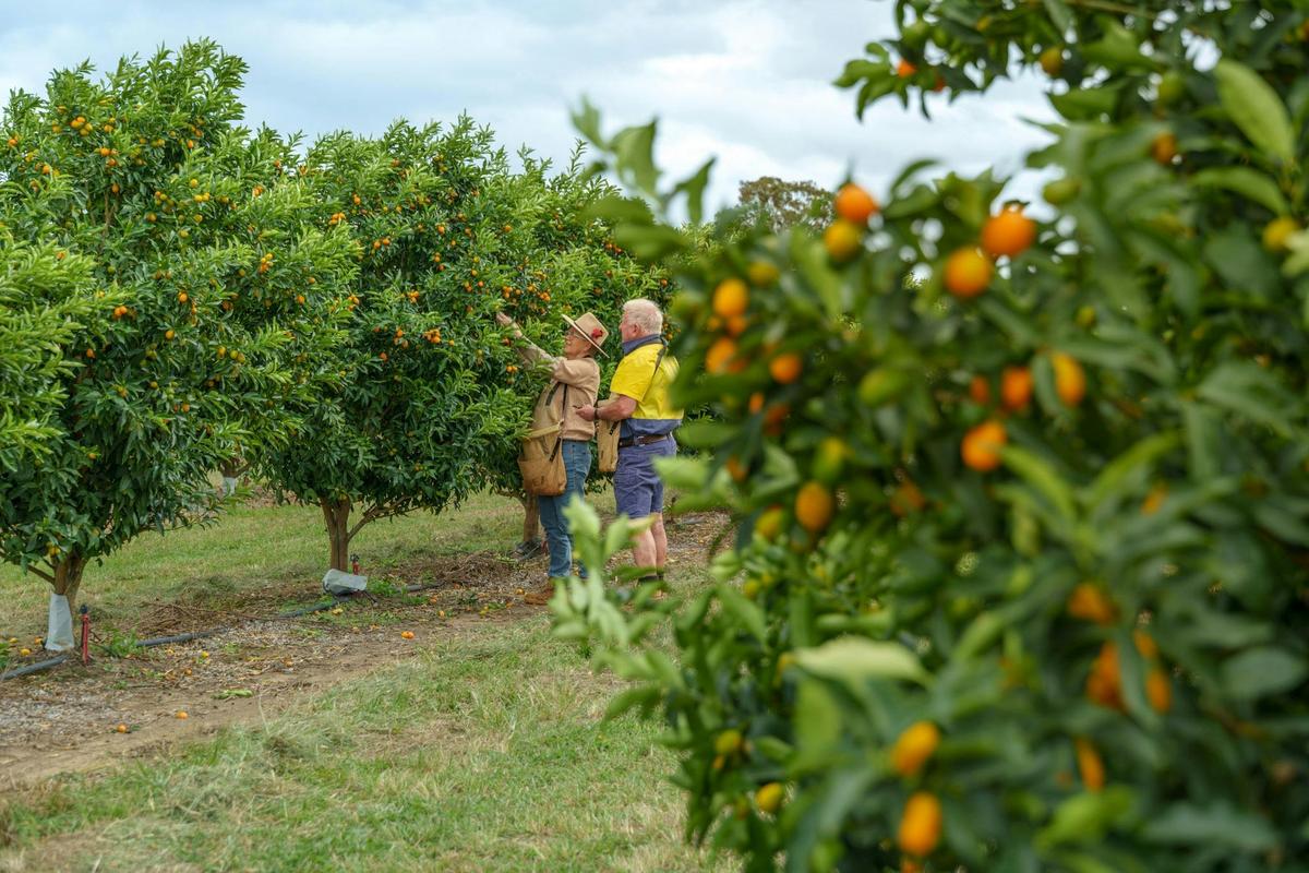 Orchard of auspicious fruit