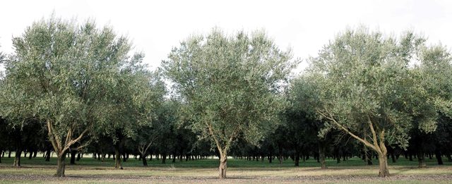 Pukara Estate -  Pokolbin