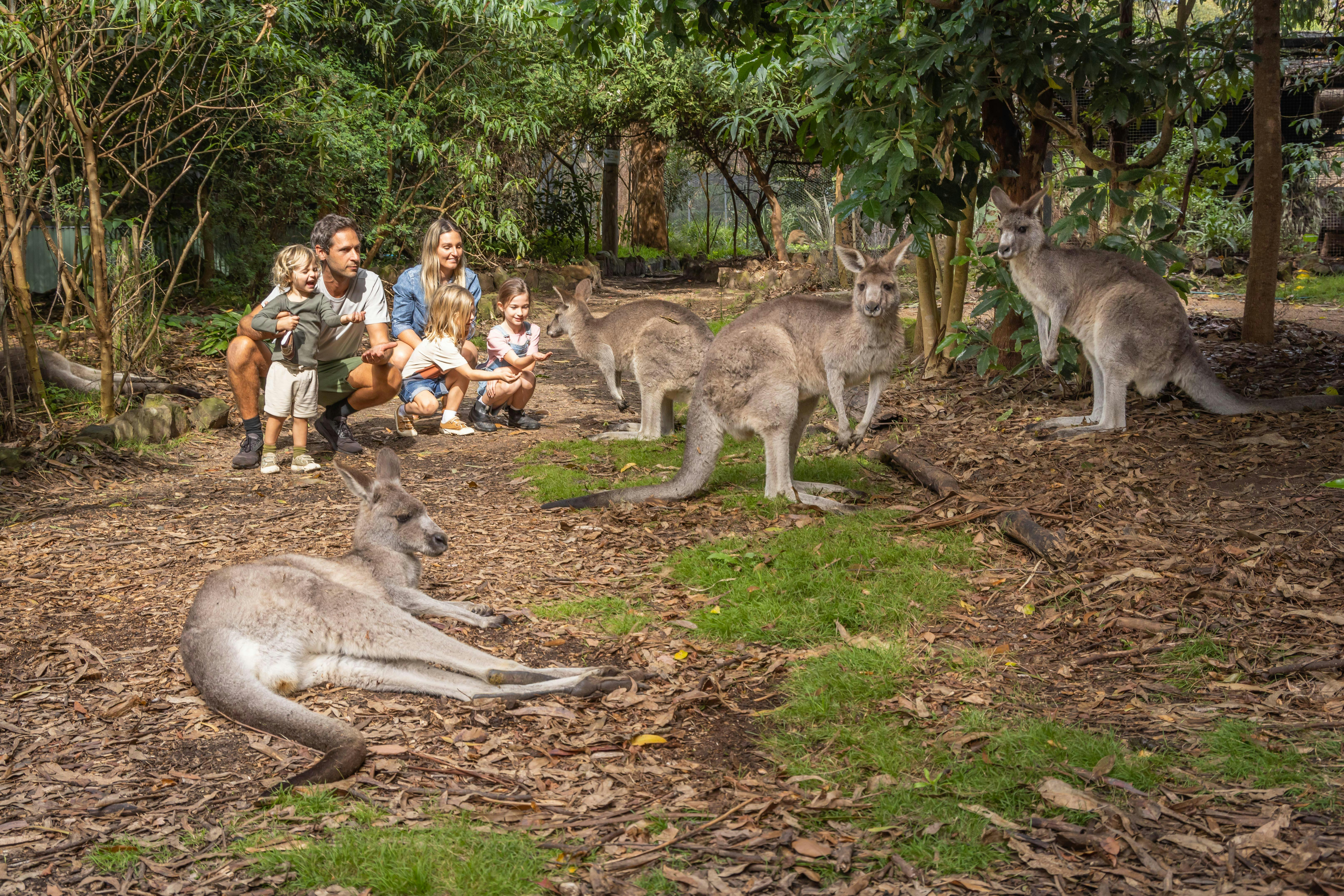 Meet our kangaroos