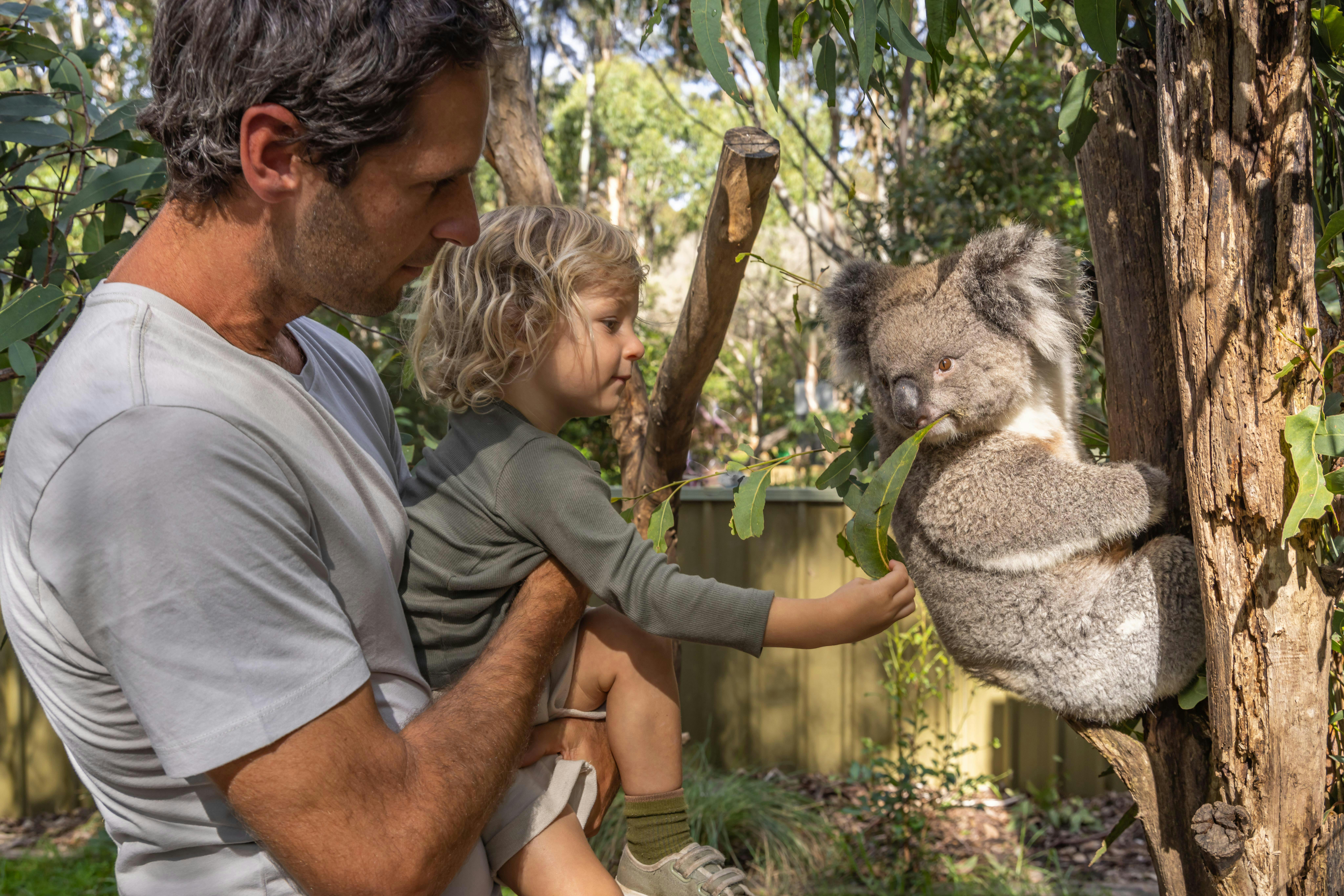Koala encounter