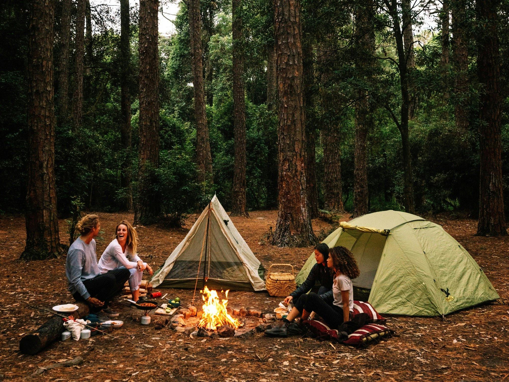 Olney State Forest - Watagan Mountains