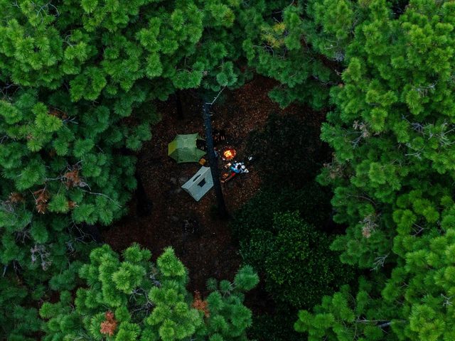 Olney State Forest - Watagan Mountains