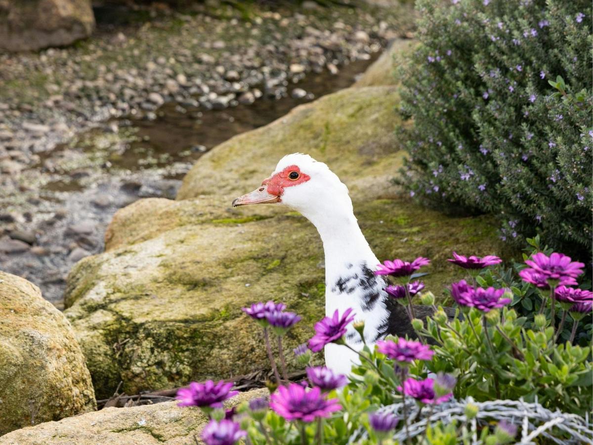Caldermeade Farm Wildlife
