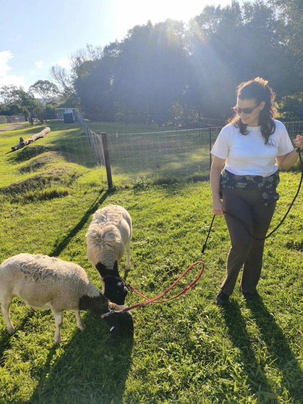 Walking the sheep