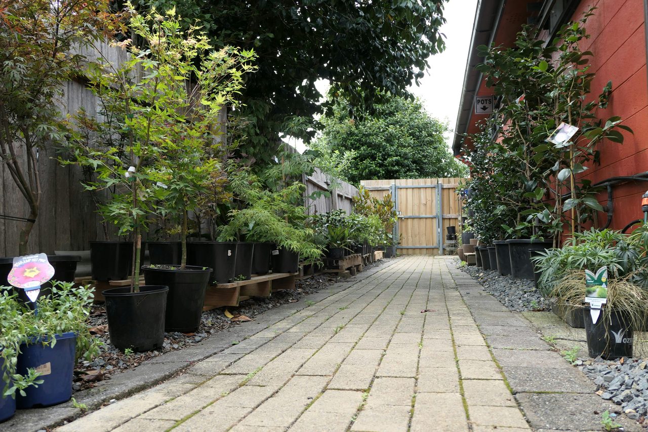 Outdoor Plants & Trees