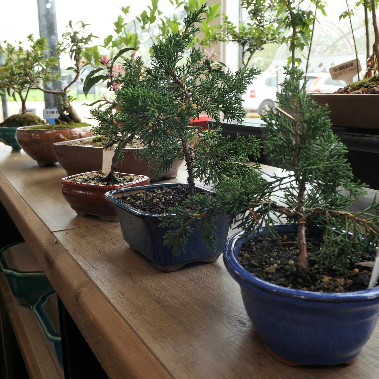 Bonsai Display