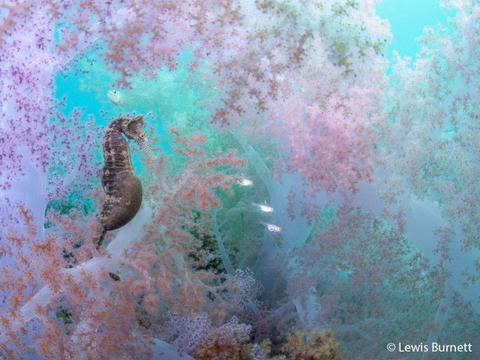 Australian Geographic Nature Photographer of the Year