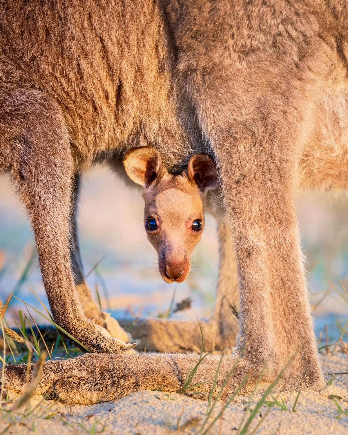 A wild kangaroo joey checking out our beach yoga class at Potato Point, Eurobodalla South Coast.