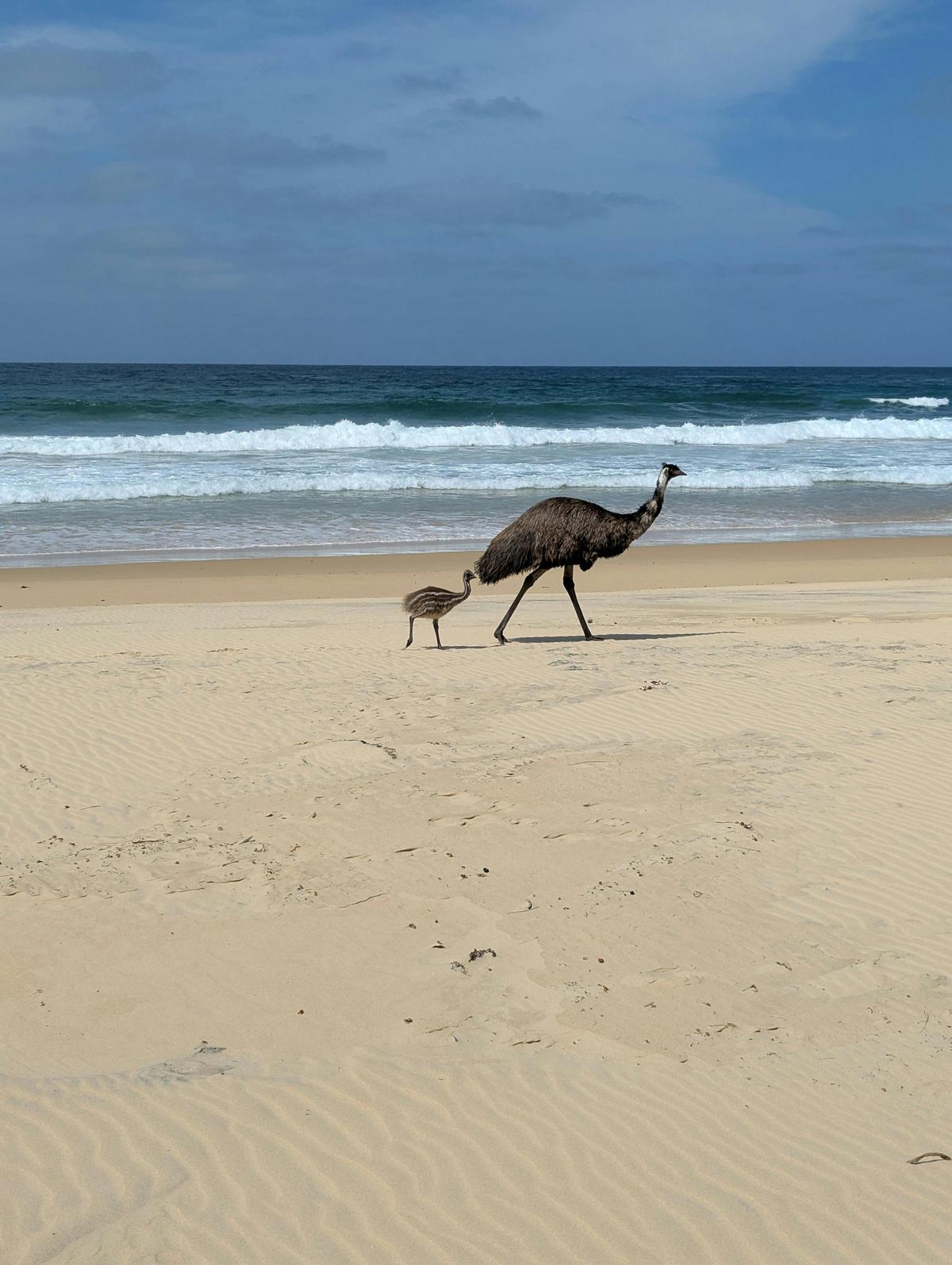 Native Australian wildlife: emus strolling on the beach at Potato Point NSW.