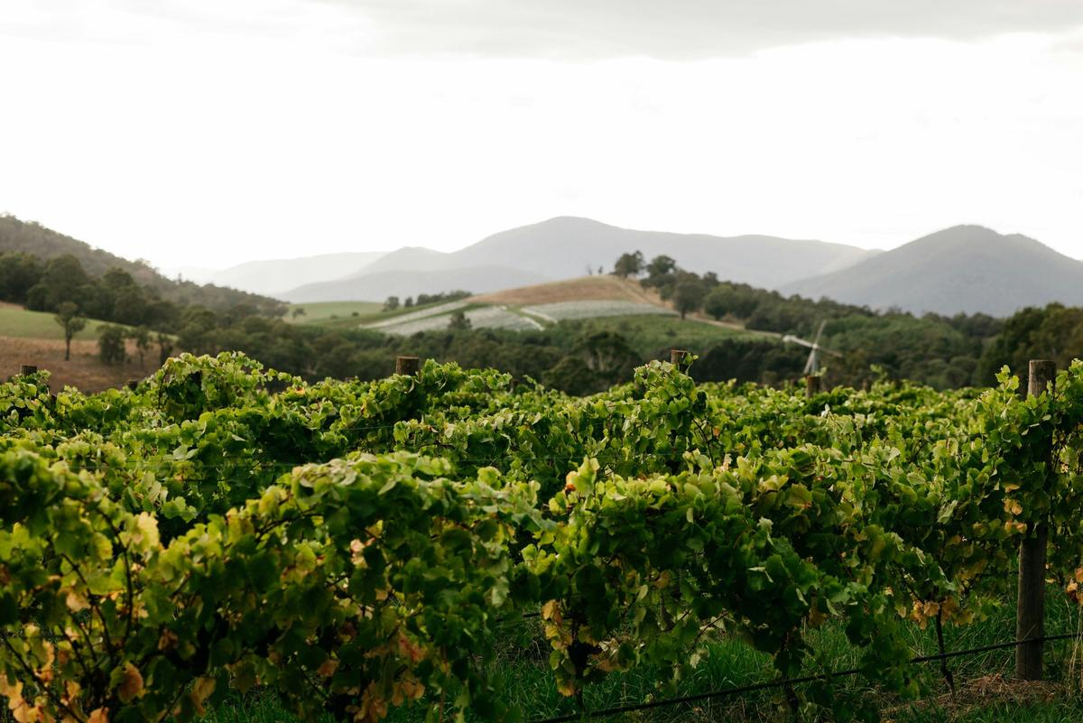 Rolling vineyards