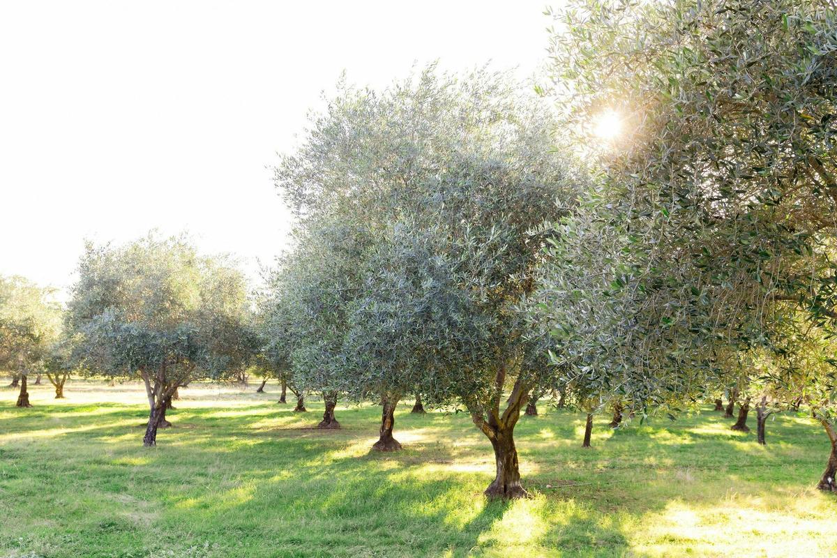 The Olive grove