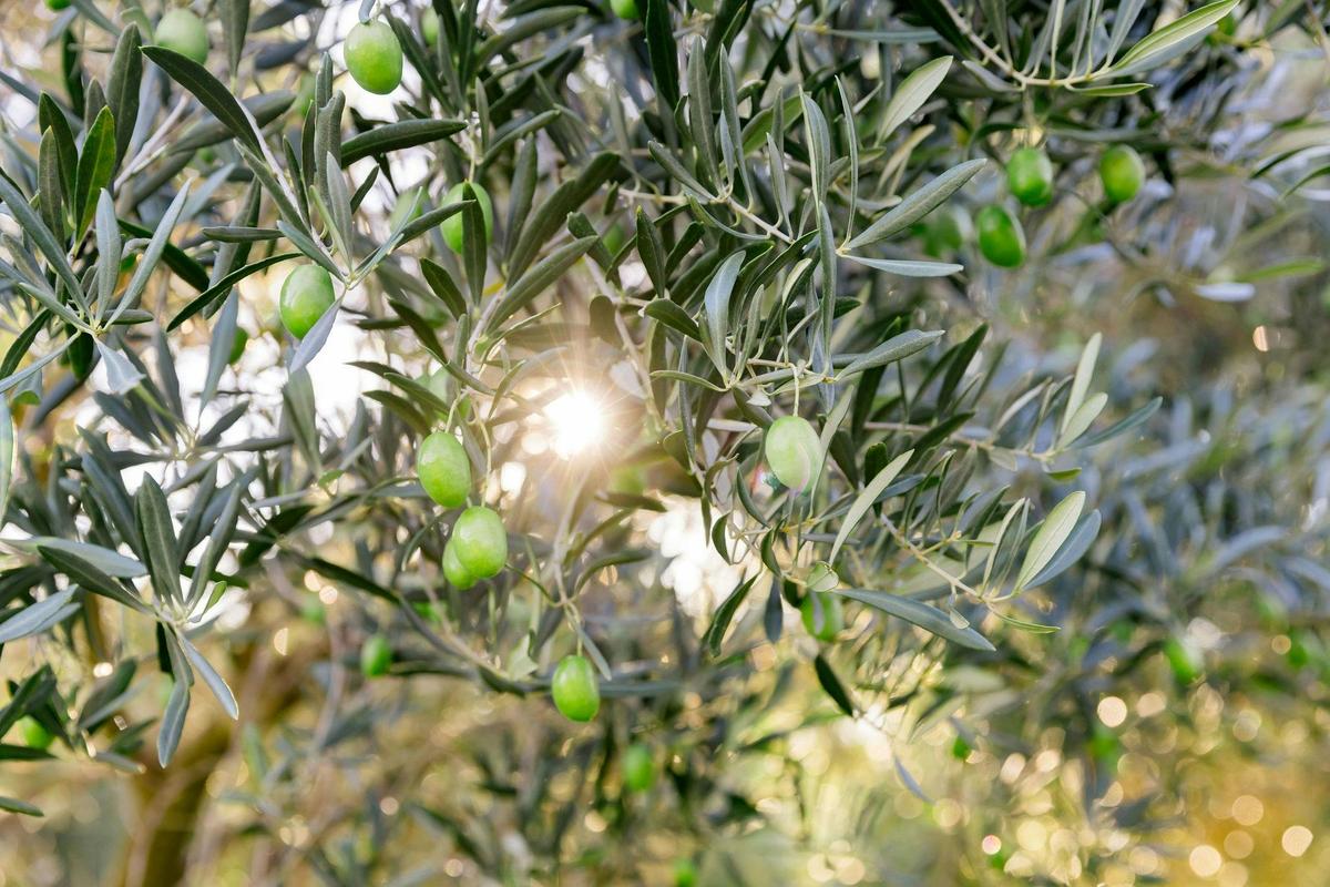 Olives
