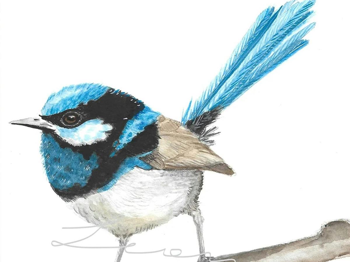 Willy Wagtail Watercolour