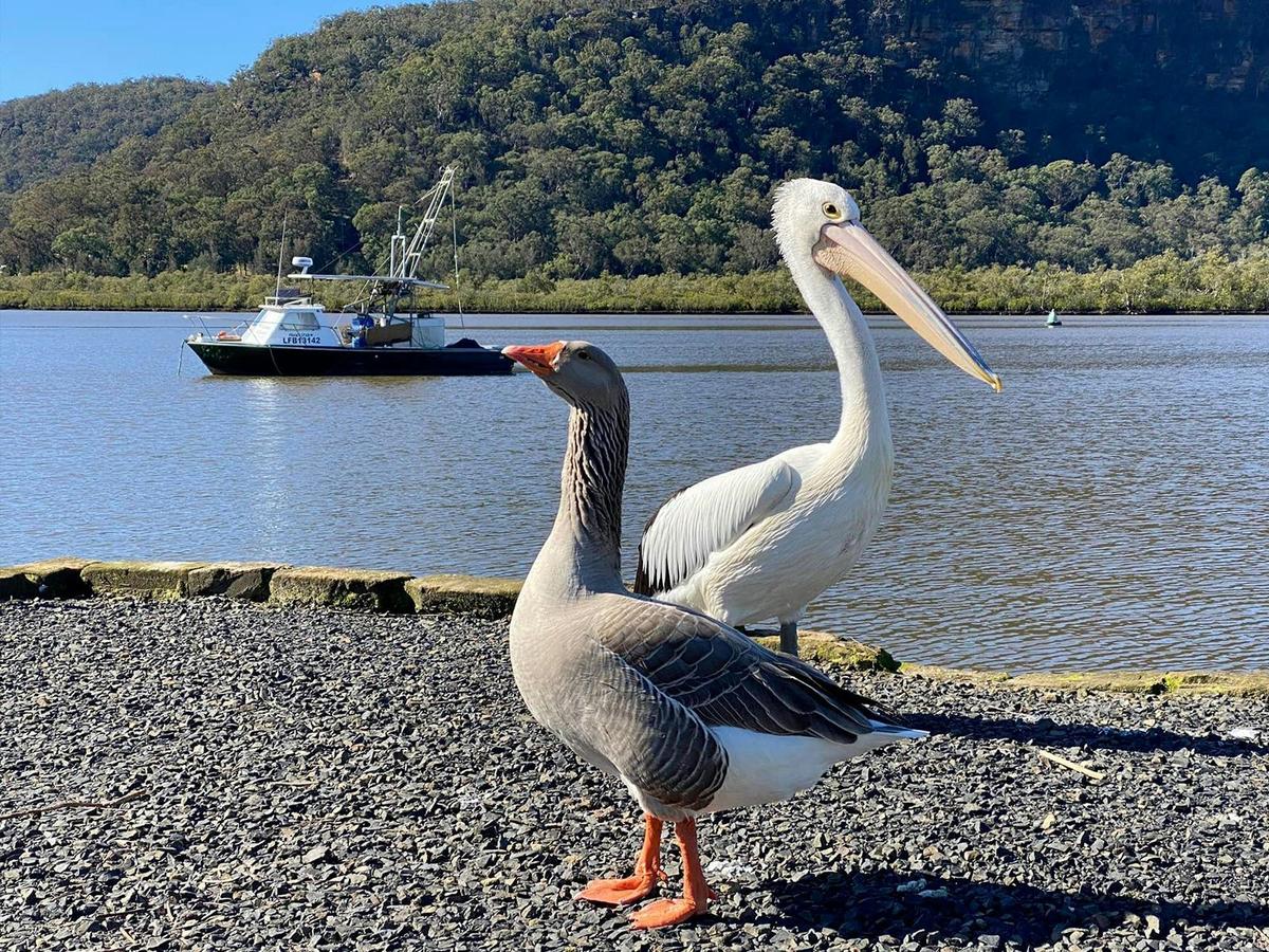 Goose and Pelican in Spencer