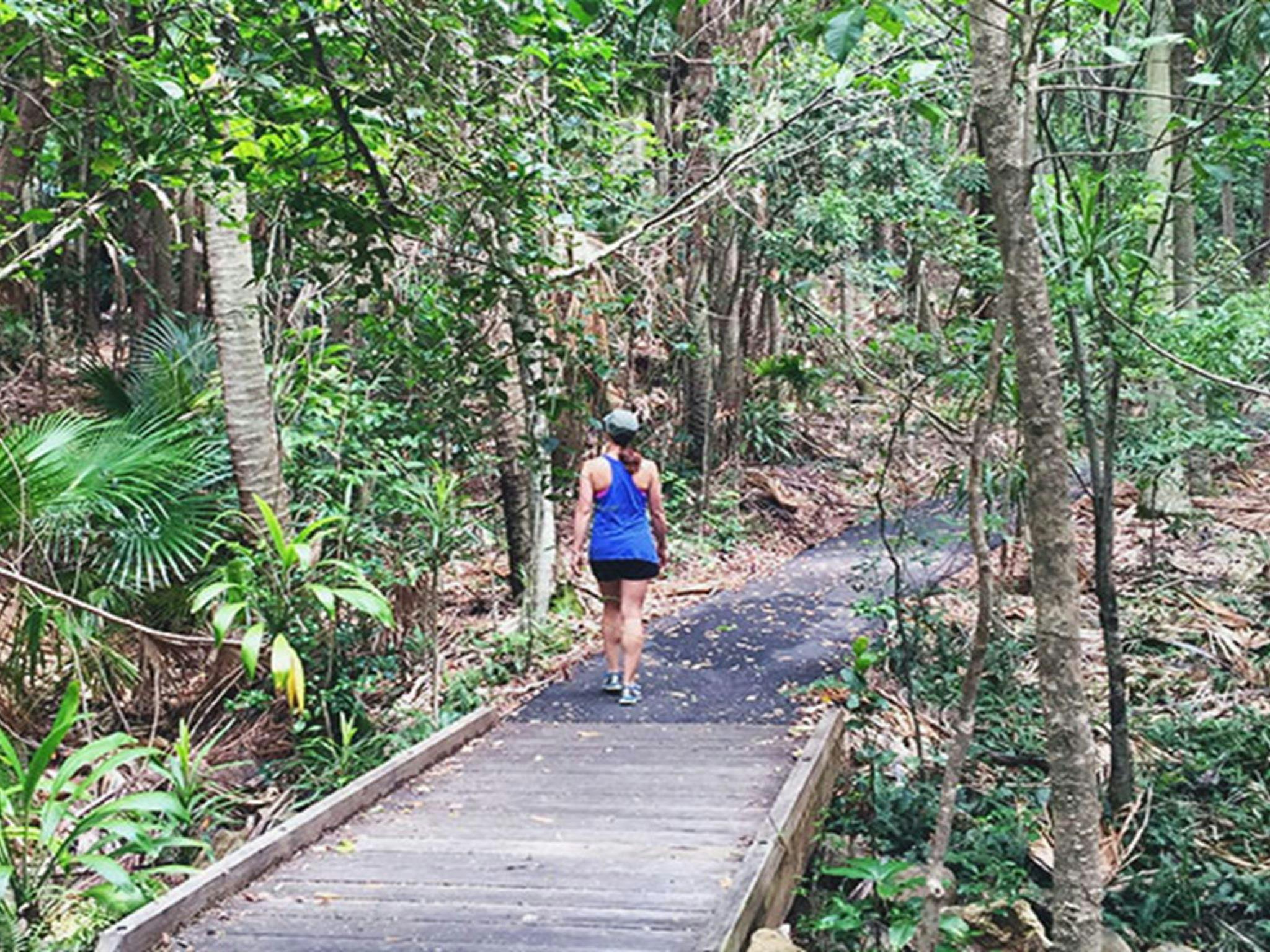 Palm Valley loop track, in Walgun Cape Byron State Conservation Area. Photo:OEH/Matthew Graham