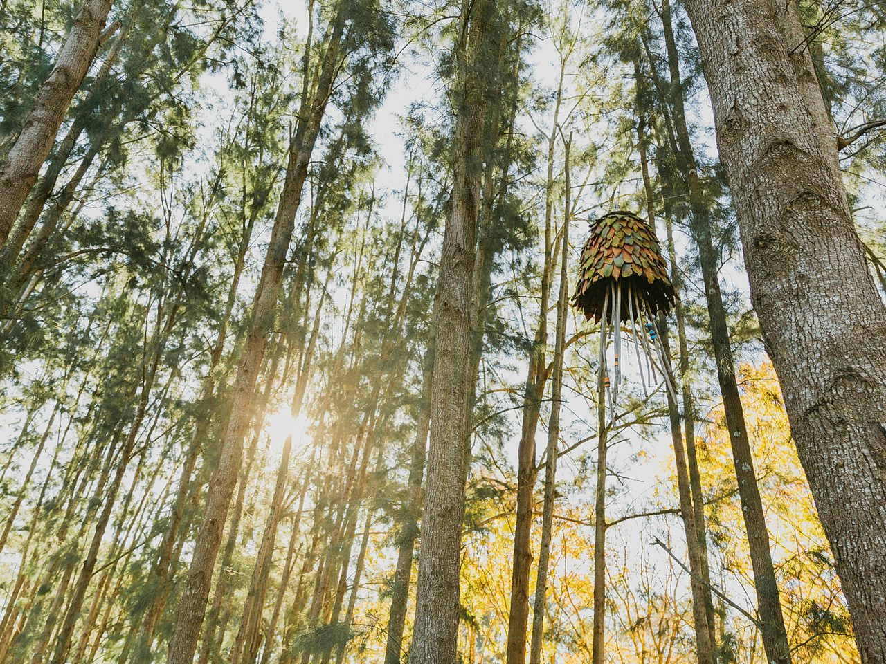 Trees at Picton Botanic Gardens