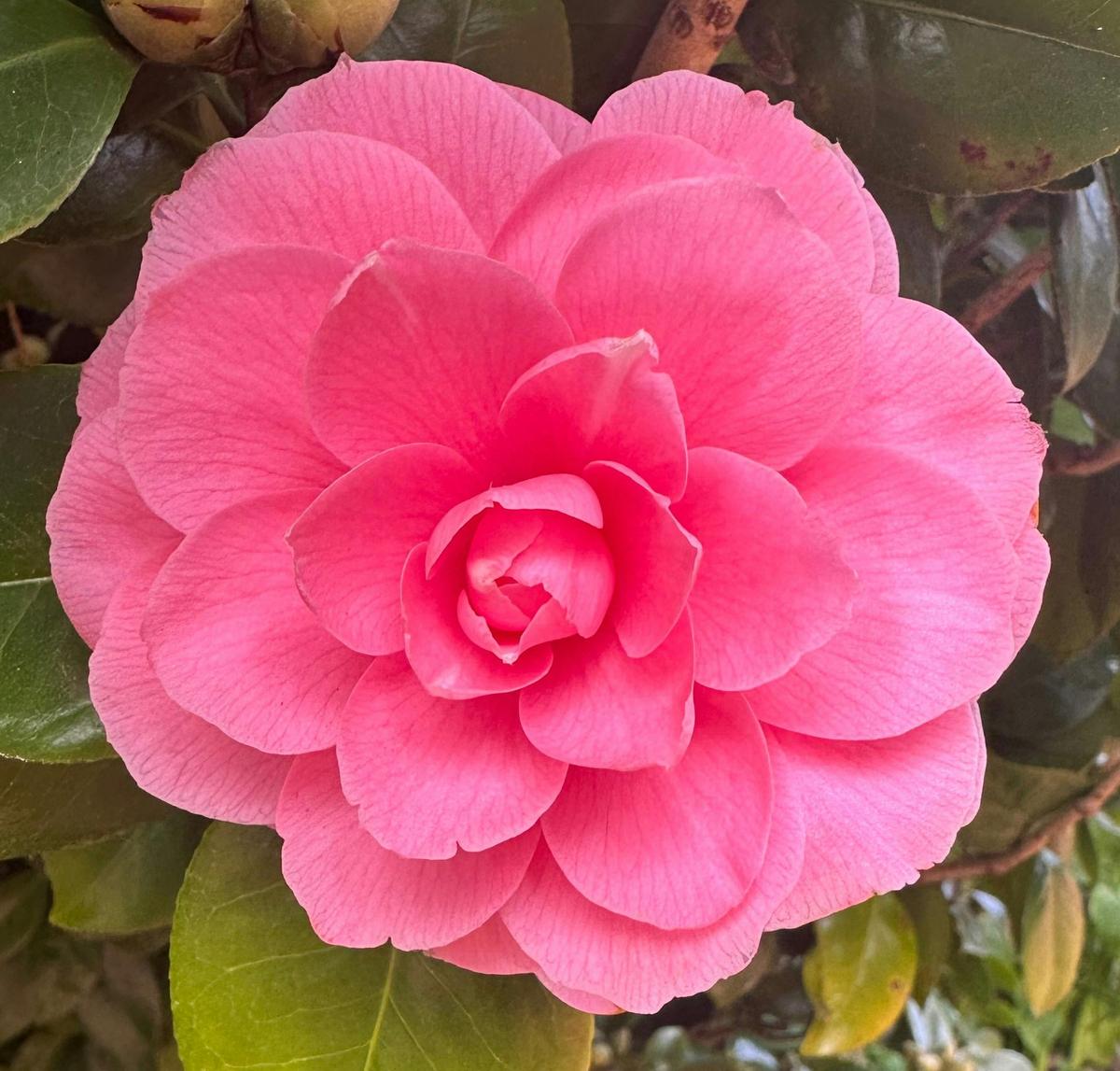 Camellia japonica Prince Frederick William