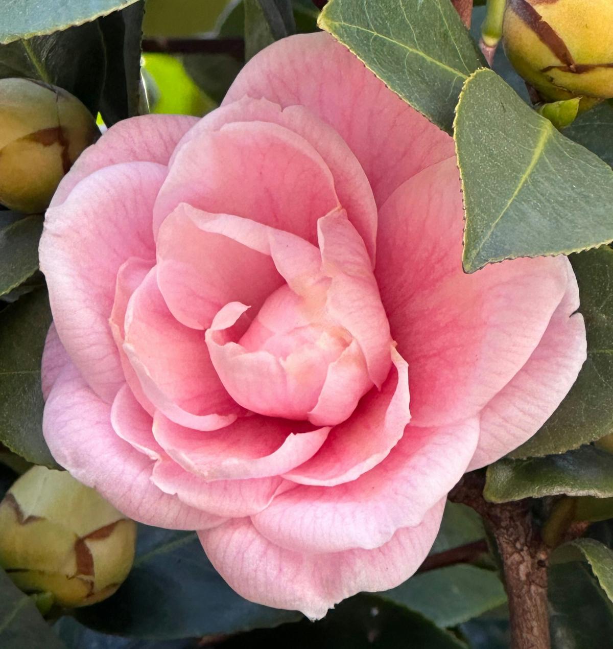 Camellia japonica Contessa Woronzoff