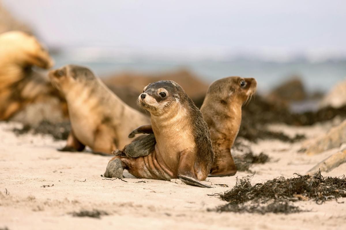 Great Ocean Road and Kangaroo Island Tour