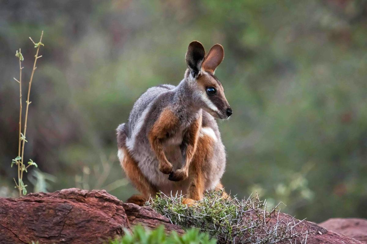 Arkaroola, Flinders Ranges and Monarto Zoo with Blue Bus Tours