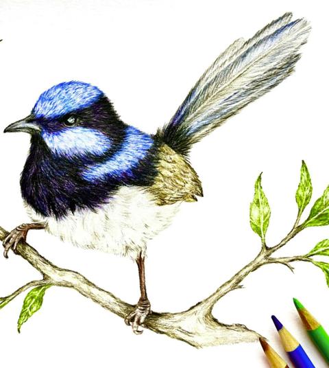 Fairy Wren - Colour pencil drawing class with Belle Mitchell
