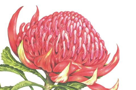 Wonderful Waratahs Colour pencil class - Camden