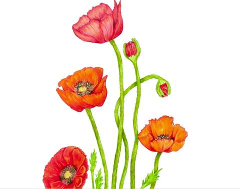 Remembrance Poppies - Colour Pencil drawing with Belle Mitchell