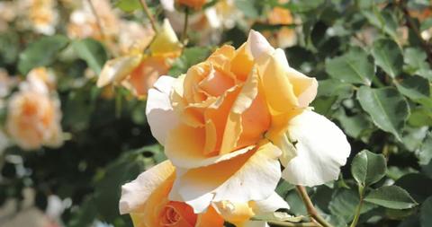 The Australian Rose Championships