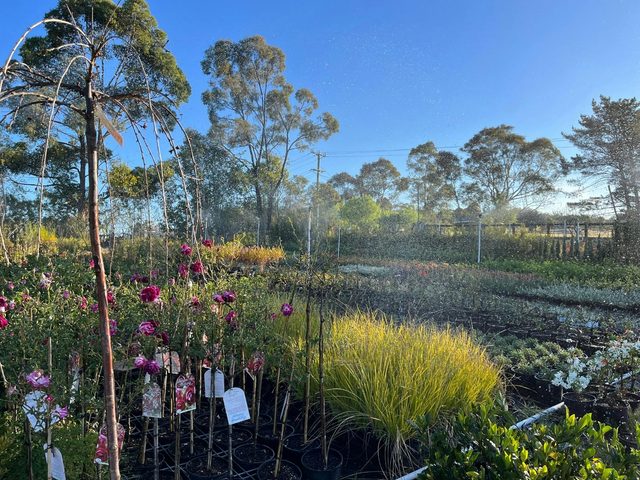 Red Leaf Wholesale Nursery