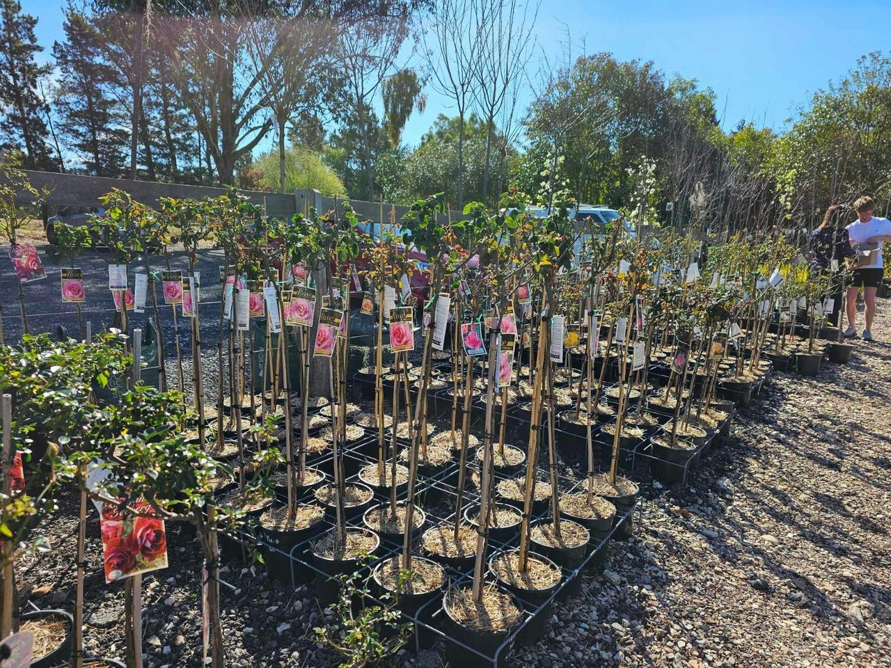 Red Leaf Wholesale Nursery
