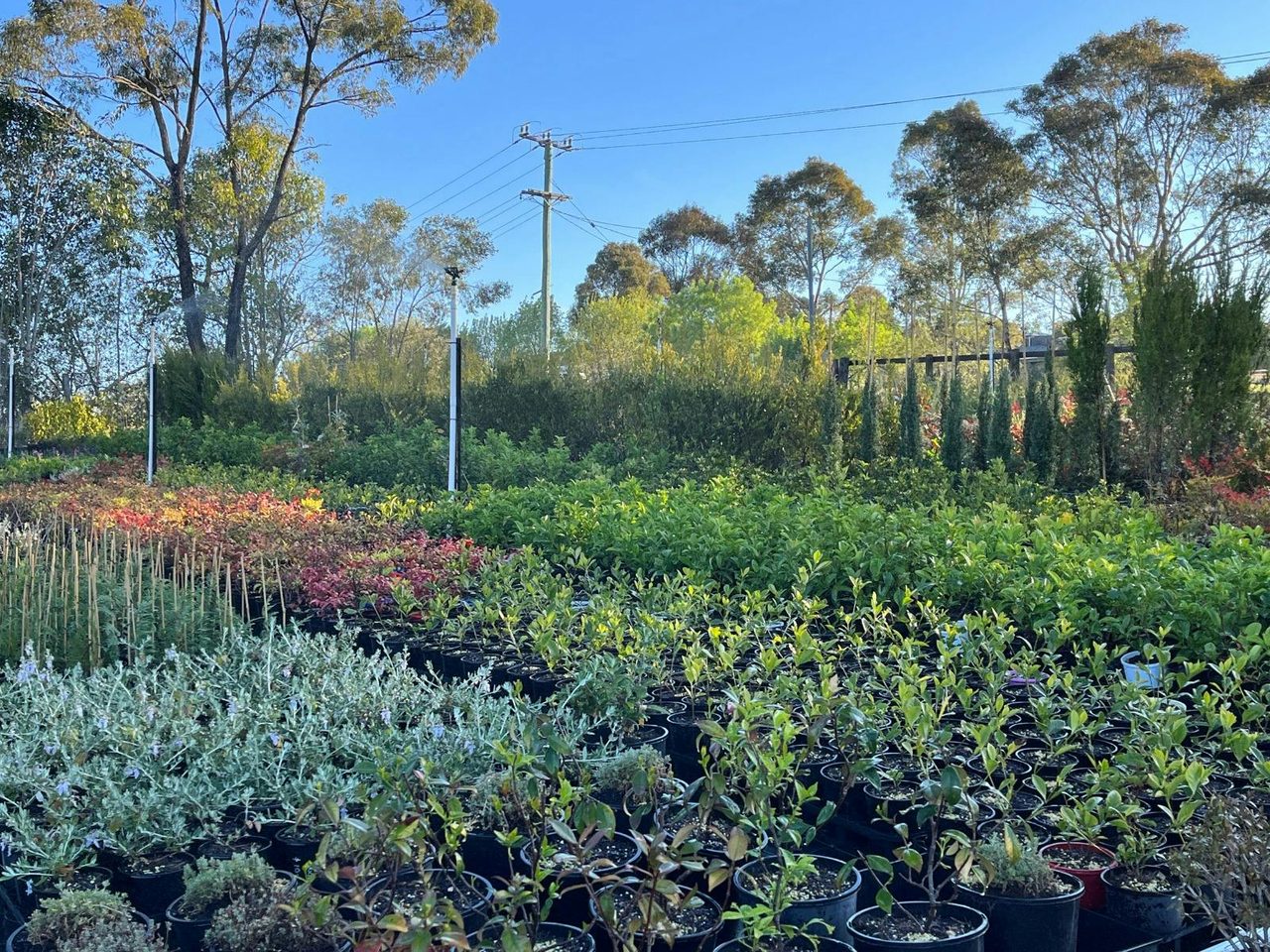 Red Leaf Wholesale Nursery