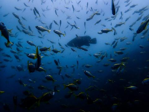 Whale Watching and Scenic Ocean Cruise
