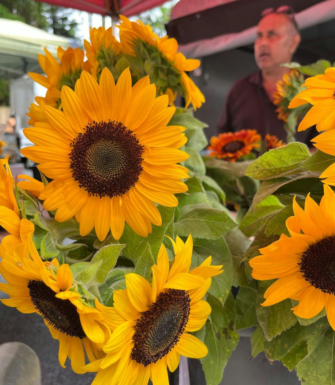 Pottsville Beach Community Markets