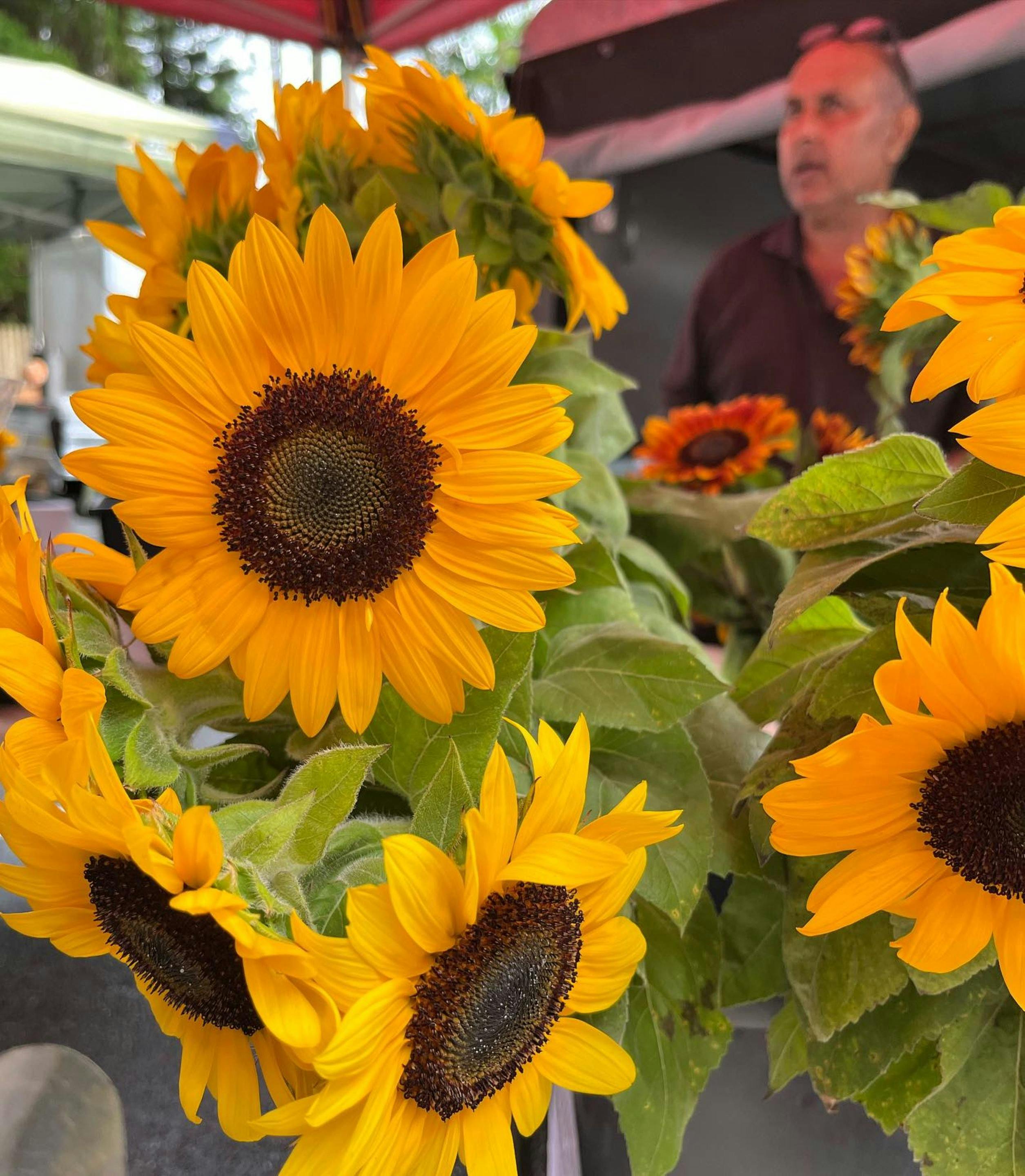 Pottsville Beach Community Markets