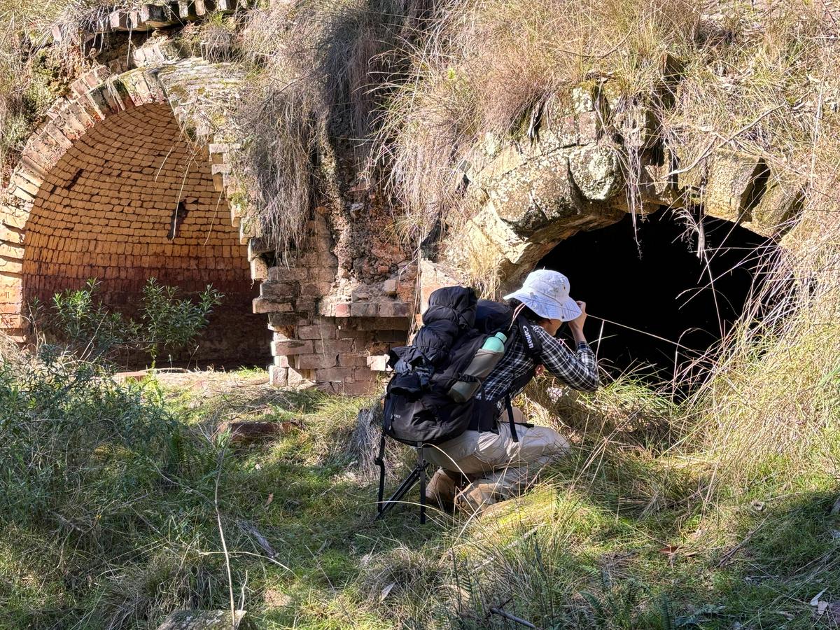 Coke Kilns, Newnes Industrial Ruins, Newnes, NSW