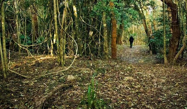 Sand Track Walk - North