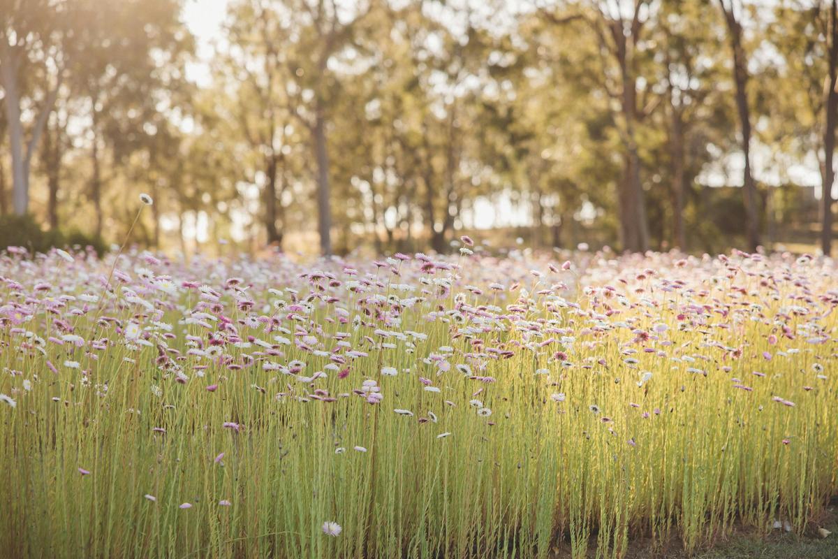 Pick Your Own Wildflowers