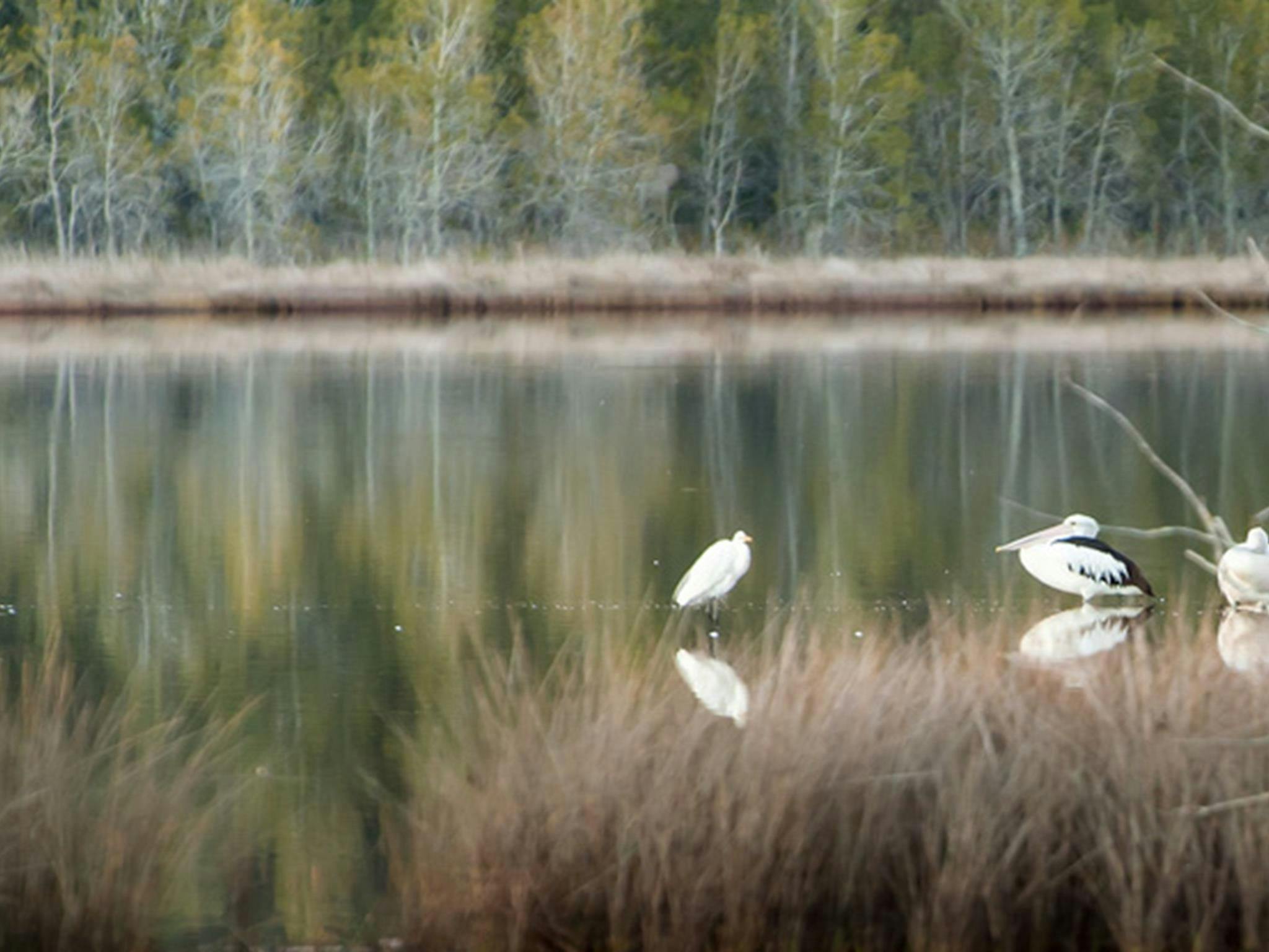 Pattimores Lagoon, Narrawallee National Park. Photo: Michael van Ewijk &copy; OEH