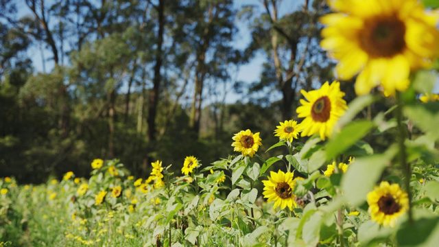 Pick Your Own Sunflowers at The Bloom Barn Farm